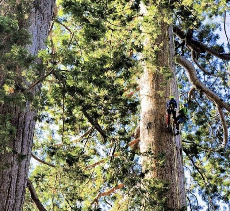 Person climbing an ancient forest emergent tree with non-destructive techniques