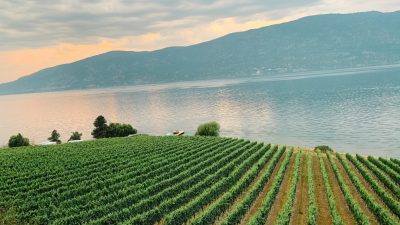 Wine Not? The Ultimate Guide To Wine In British Columbia