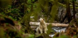 Spirit Bear Lodge: Community Based Tourism, Unforgettable Adventures