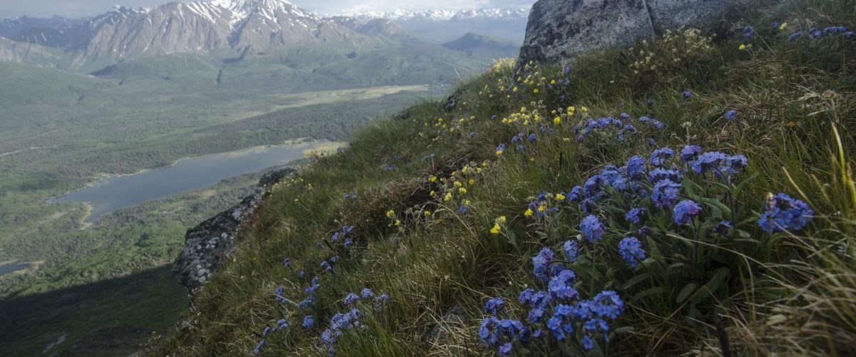 Kluane National Park, Yukon Territory. Mountains, flowers, valley, lake
