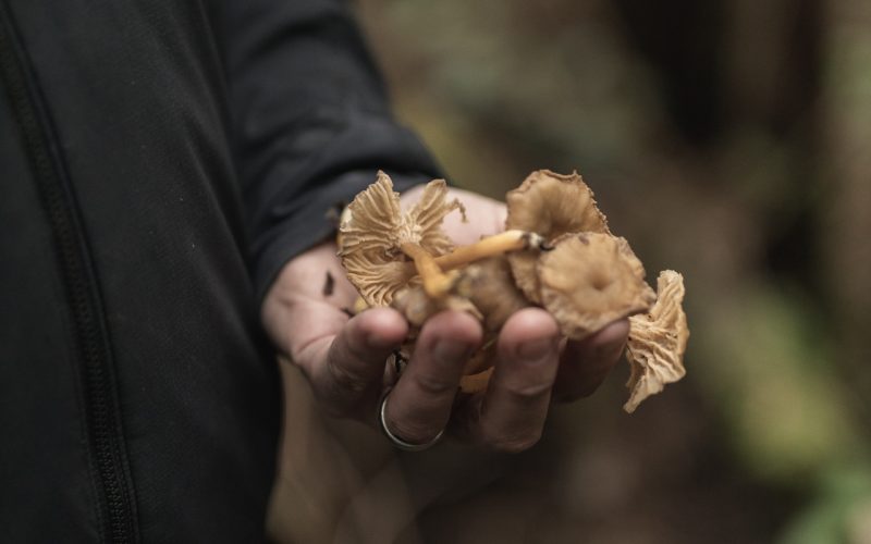Hand holding mushrooms, foraged on Vancouver Island