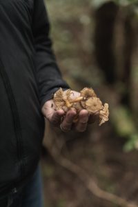 Hand Holding Mushrooms, Foraged On Vancouver Island