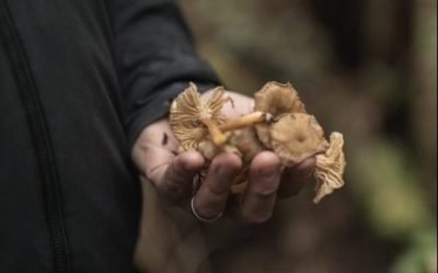 Hand Holding Mushrooms, Foraged On Vancouver Island