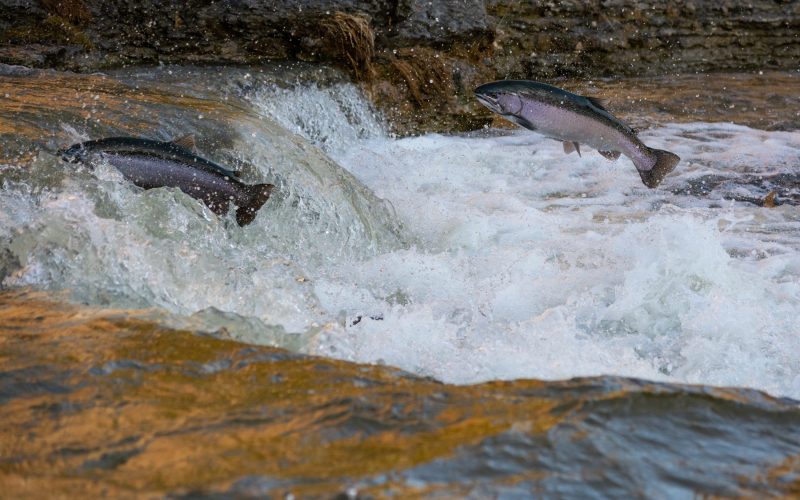 Canadian river salmon and trout