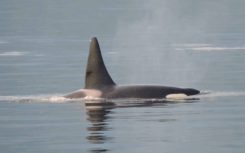 Orca in the water while kayaking on an LGBTQ+ Outdoor Adventure