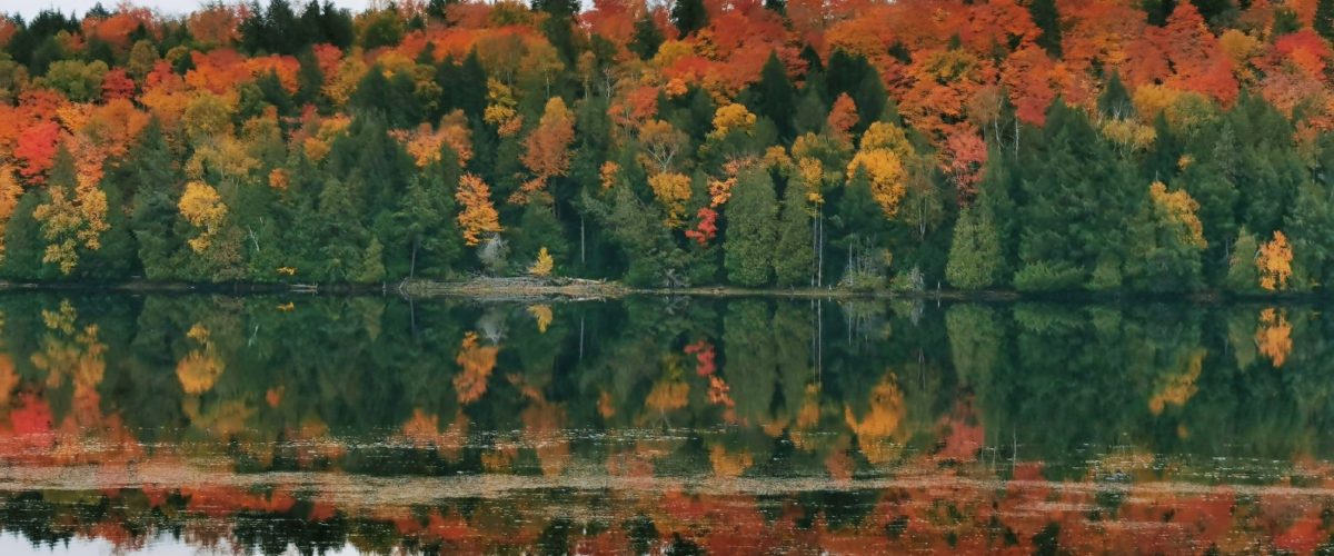 fall foliage in Canada: Algonquin Provincial Park
