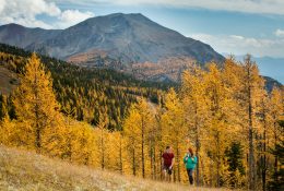 Hikers Exploring The Fall Foliage In Canada In Larch Valley In Banff National Park