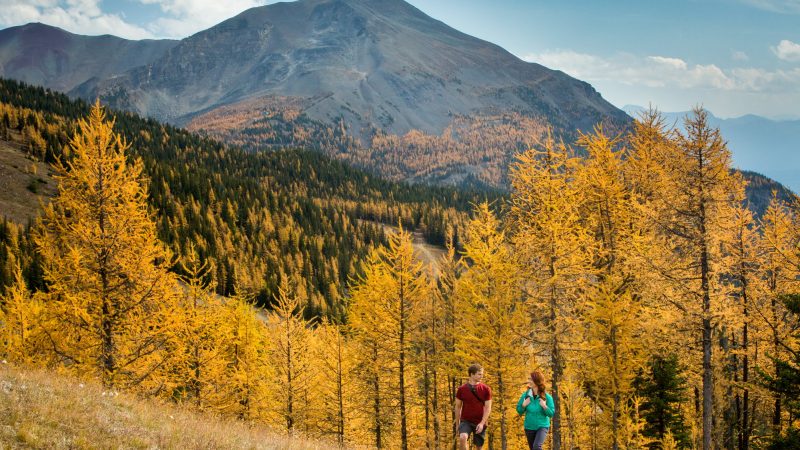Hikers Exploring The Fall Foliage In Canada In Larch Valley In Banff National Park