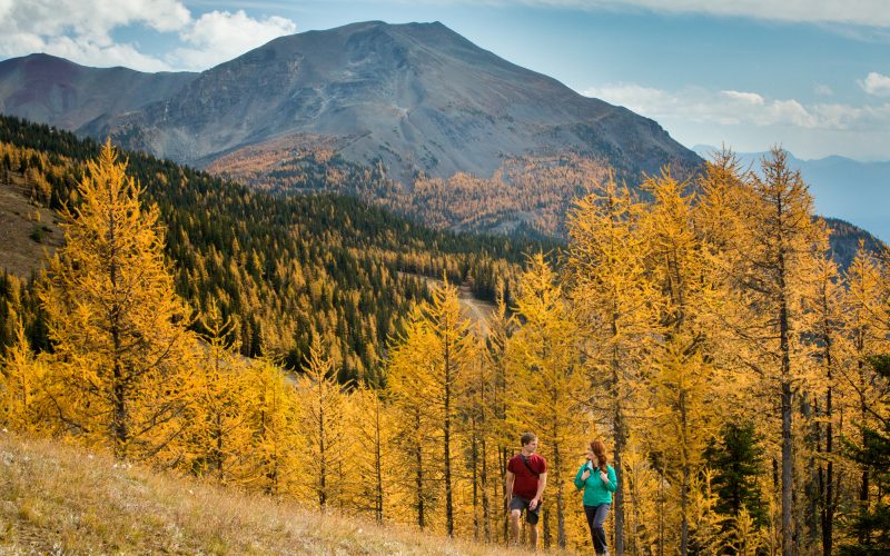 Hikers exploring the fall foliage in Canada in Larch Valley in Banff National Park