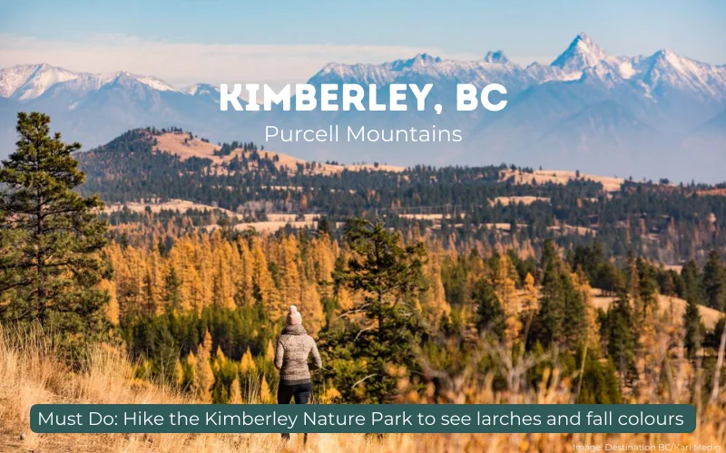 Image of Kimberley, BC in the Kootenay Rockies in Fall. Image of hiker, larch trees, with text overlaid: Kimberley, BC: Purcell Mountains. Must do: Hike the Kimberley Nature Park to see larches and fall colours.